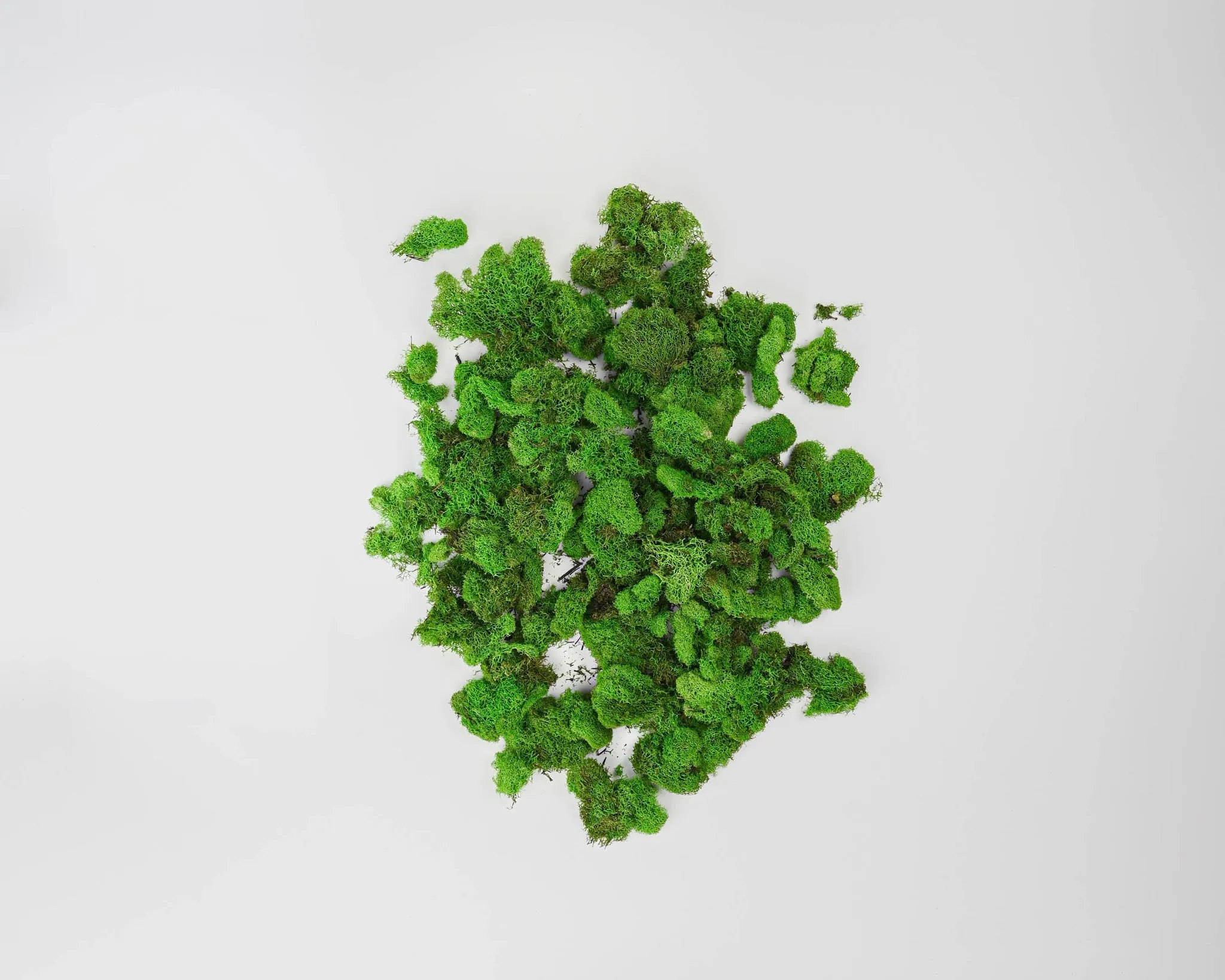 Preserved Reindeer Moss - Dried