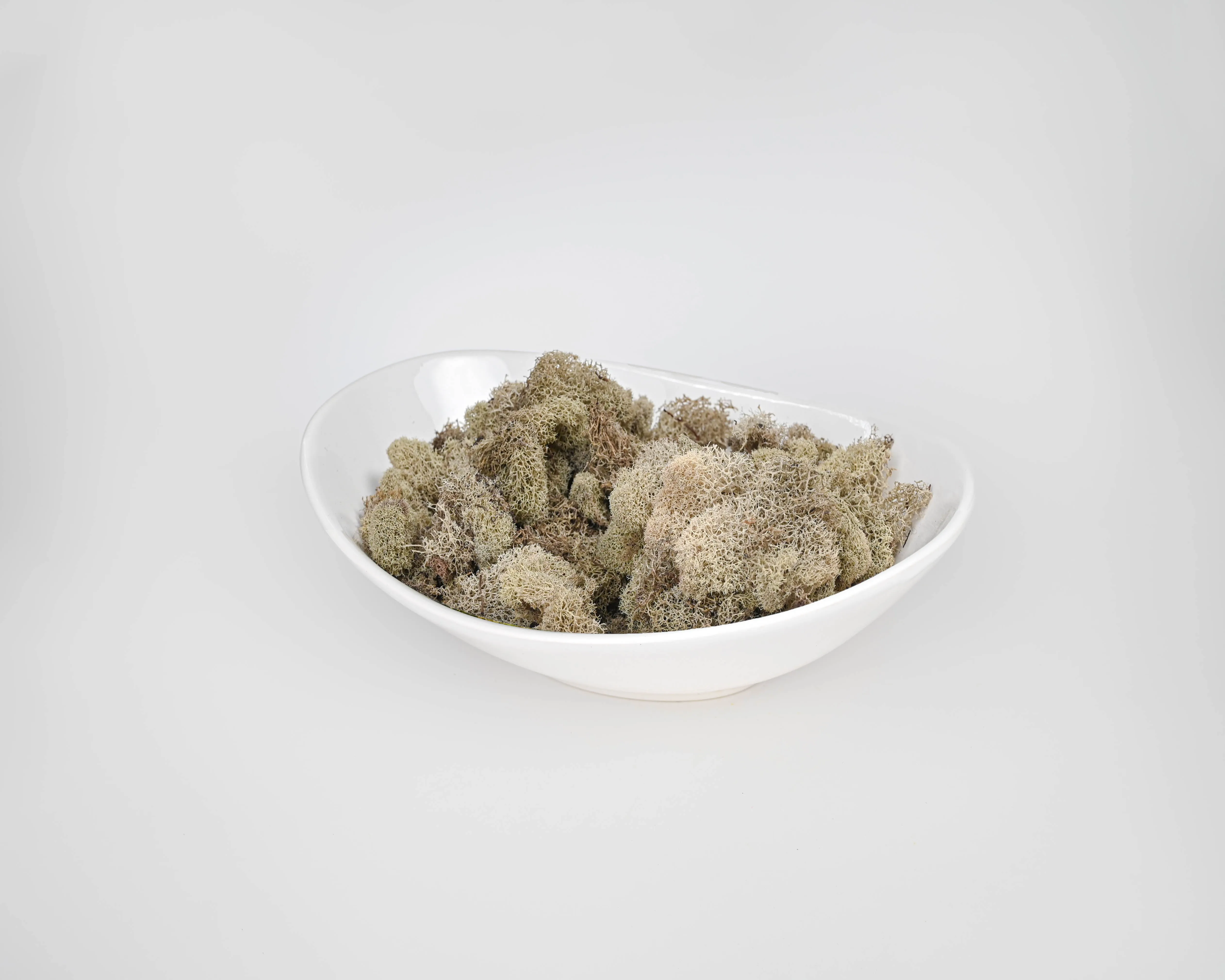 Preserved Reindeer Moss - Dried