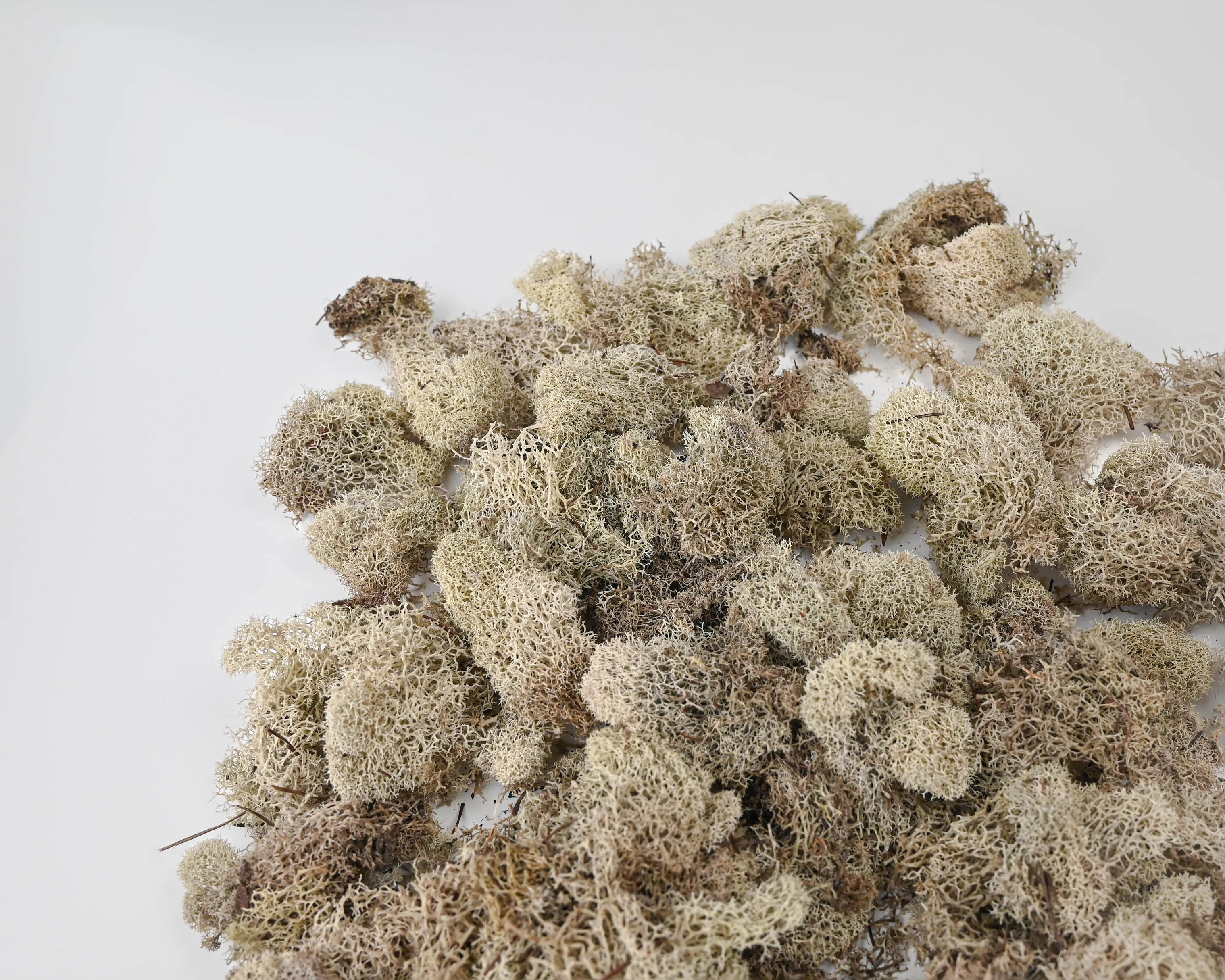 Preserved Reindeer Moss - Dried