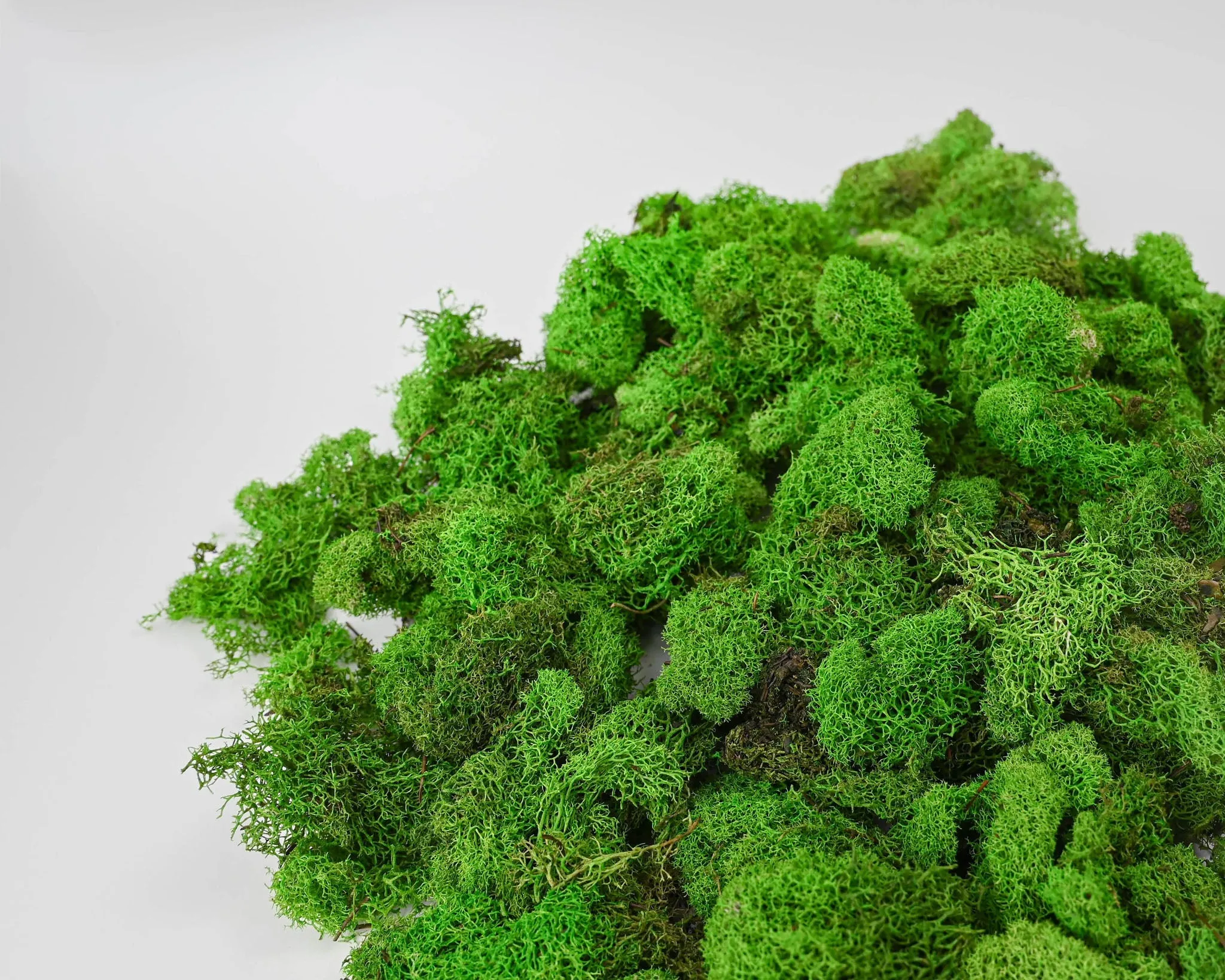 Preserved Reindeer Moss - Dried