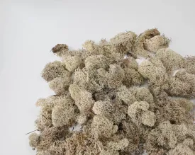 Preserved Reindeer Moss - Dried