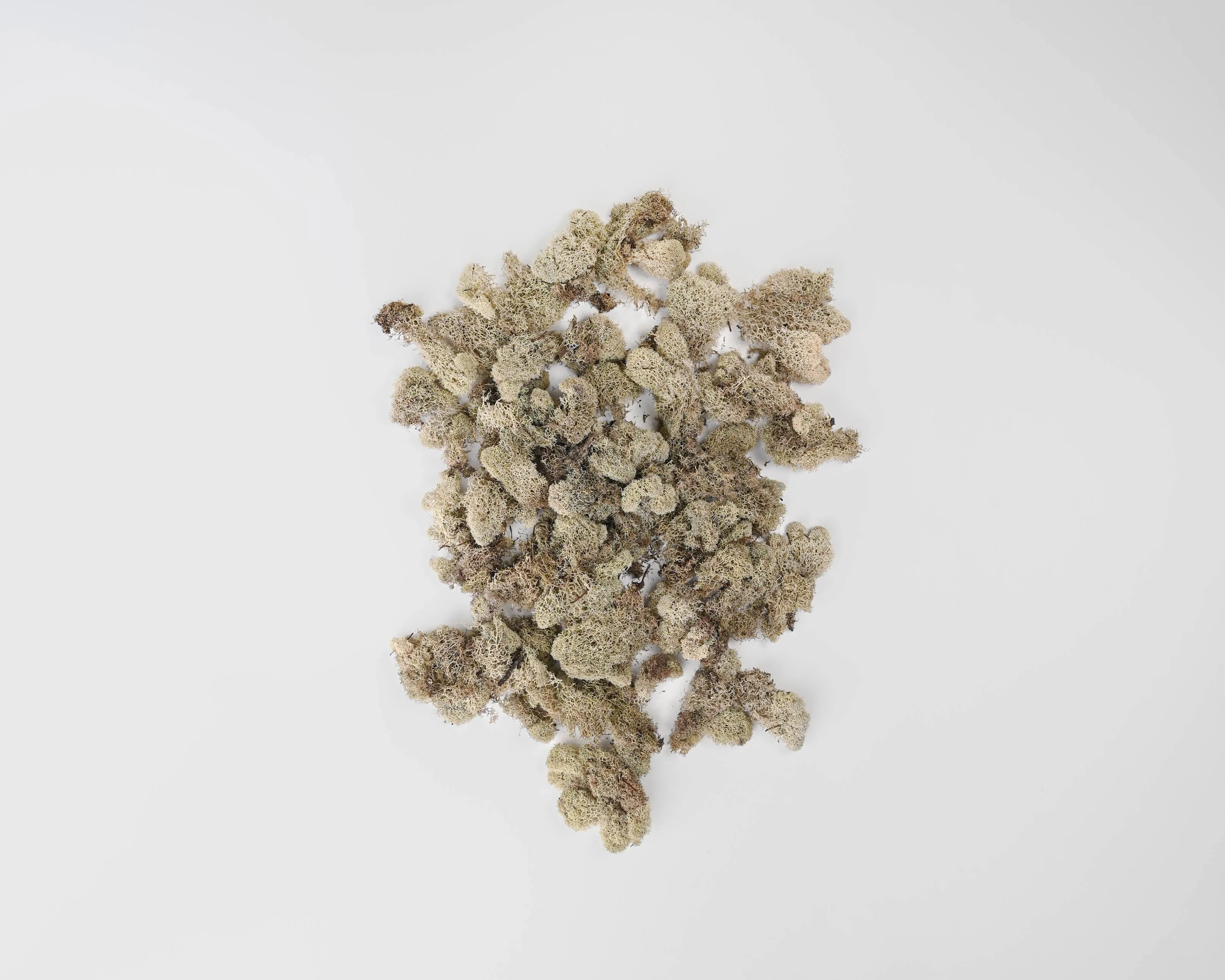 Preserved Reindeer Moss - Dried