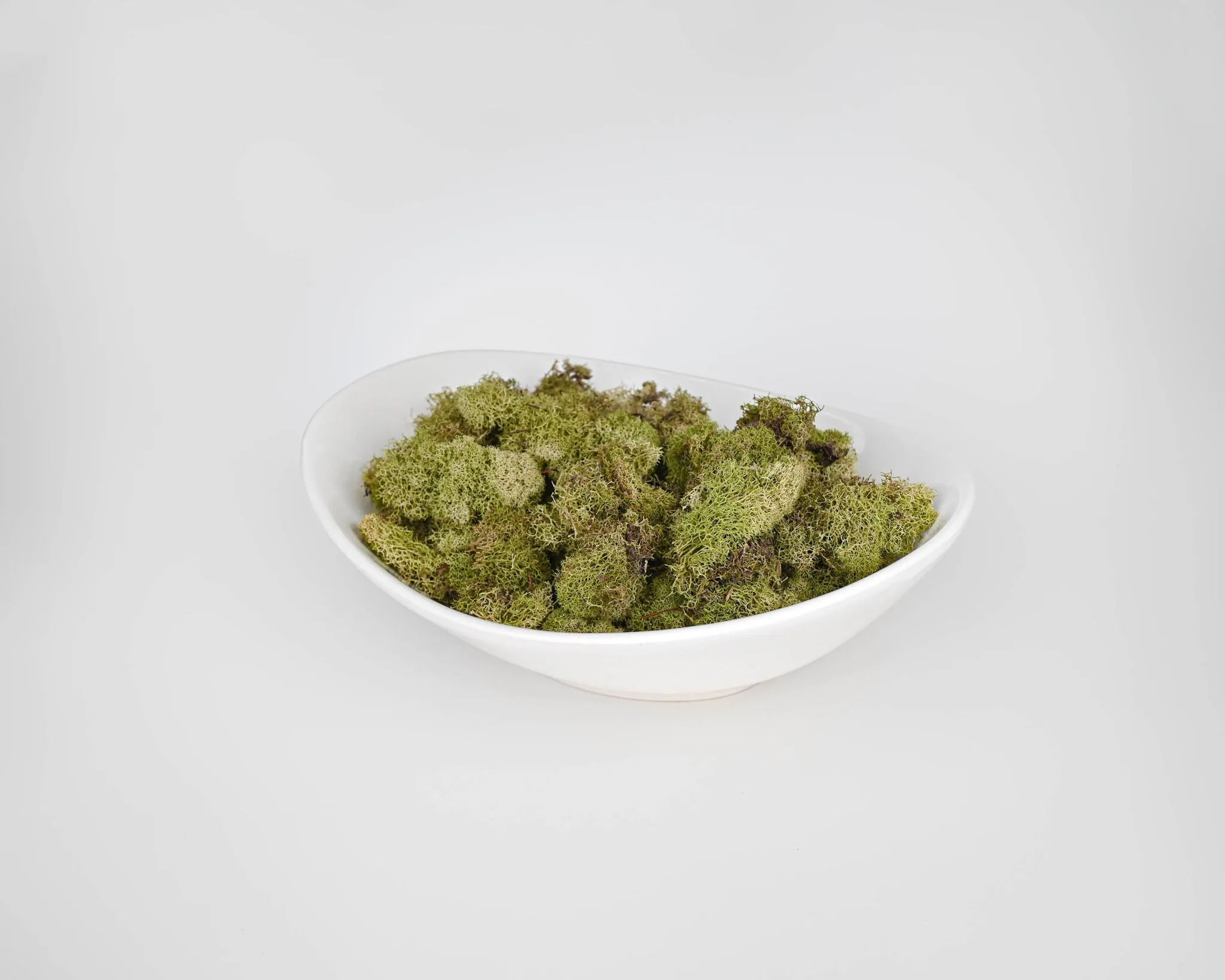 Preserved Reindeer Moss - Dried