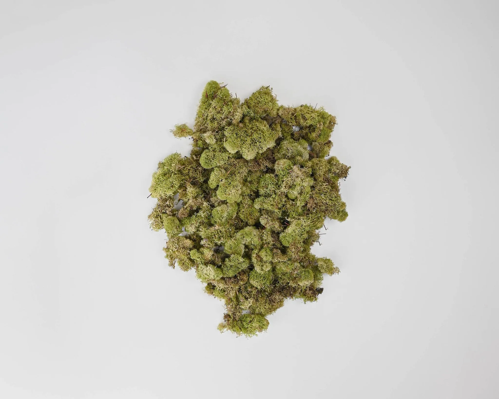 Preserved Reindeer Moss - Dried